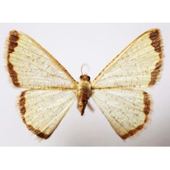 /filer/webapps/moths/media/images/K/karischi_Zamarada_AF_Sircoulomb.jpg