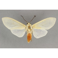 /filer/webapps/moths/media/images/L/lupia_Amerila_AF_BMNH.jpg