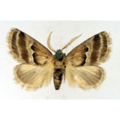 /filer/webapps/moths/media/images/I/intacta_Halseyia_AF_TMSA.jpg