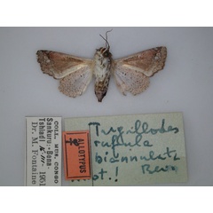 /filer/webapps/moths/media/images/B/biannulata_Targallodes_AT_RMCA_02.jpg