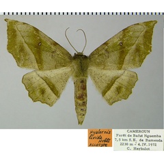 /filer/webapps/moths/media/images/L/livida_Hyalornis_AT_ZSM.jpg
