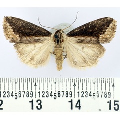 /filer/webapps/moths/media/images/M/marginata_Hopetounia_AM_BMNH.jpg