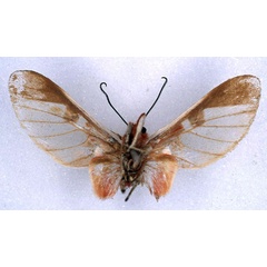 /filer/webapps/moths/media/images/F/furva_Balacra_HT_BMNH_02.jpg