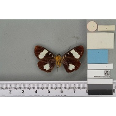 /filer/webapps/moths/media/images/G/gracilis_Rothia_HT_BMNHb.jpg