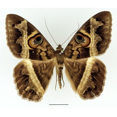 /filer/webapps/moths/media/images/M/magus_Cyligramma_AM_Basquin.jpg