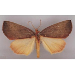 /filer/webapps/moths/media/images/T/tardenota_Terpnostola_HT_BMNH.jpg