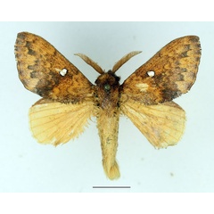 /filer/webapps/moths/media/images/A/argenteoguttata_Epitrabala_AM_Basquin.jpg