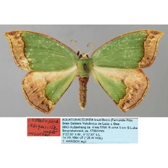 /filer/webapps/moths/media/images/I/inaequisecta_Chlorodrepana_HT_ZSM_01.jpg