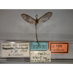 /filer/webapps/moths/media/images/C/collarti_Doratopteryx_HT_RMCA_01.jpg