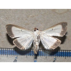 /filer/webapps/moths/media/images/E/elealis_Palpita_A_Goffb_01.jpg