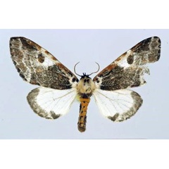 /filer/webapps/moths/media/images/I/inconcisa_Sciatta_AM_Poirrier.jpg
