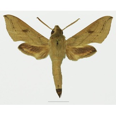 /filer/webapps/moths/media/images/R/roseipennis_Hippotion_AM_Basquin_03a.jpg