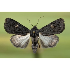 /filer/webapps/moths/media/images/M/melanica_Hypoplexia_A_Butler.jpg