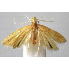 /filer/webapps/moths/media/images/N/nigrizosterus_Corymbus_PT_BMNH.jpg