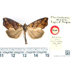 /filer/webapps/moths/media/images/M/macra_Plusiodonta_HT_BMNH.jpg