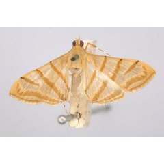 /filer/webapps/moths/media/images/S/salvalis_Pagyda_ST_BMNH.jpg