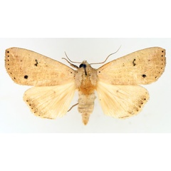 /filer/webapps/moths/media/images/M/multistriata_Exophyla_AM_TMSA_02.jpg
