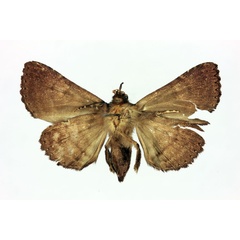 /filer/webapps/moths/media/images/N/nigrocyanea_Polydesma_HT_MNHNb.jpg