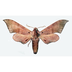 /filer/webapps/moths/media/images/C/consimilis_Neopolyptychus_AF_Basquin.jpg