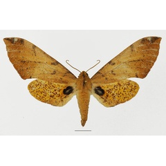 /filer/webapps/moths/media/images/P/piabilis_Platysphinx_AF_Basquina.jpg