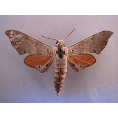 /filer/webapps/moths/media/images/A/andosa_Polyptychus_A_Baron_01.jpg