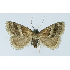 /filer/webapps/moths/media/images/P/pseudobisecta_Halseyia_AM_TMSA.jpg