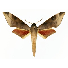 /filer/webapps/moths/media/images/M/mpassa_Phylloxiphia_AM_Basquin_01.jpg