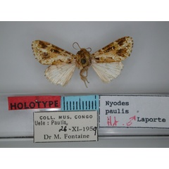 /filer/webapps/moths/media/images/P/paulis_Nyodes_HT_RMCA.jpg