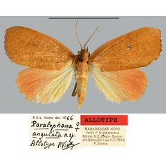 /filer/webapps/moths/media/images/A/angulata_Paralephana_AT_MNHN.jpg