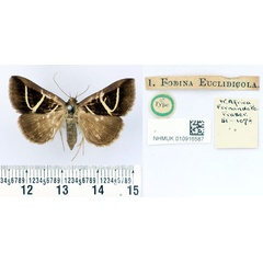 /filer/webapps/moths/media/images/E/euclidicola_Fodina_HT_BMNH.jpg