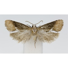 /filer/webapps/moths/media/images/A/agassizi_Multiquaestia_HT_KSund_01.jpg