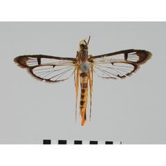 /filer/webapps/moths/media/images/L/leucocera_Chamanthedon_AM_BMNH.jpg