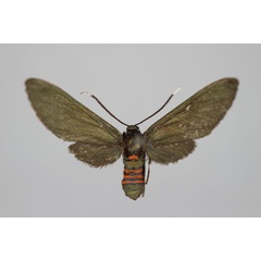 /filer/webapps/moths/media/images/V/velatipennis_Amata_A_BMNH.jpg