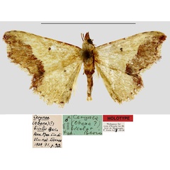 /filer/webapps/moths/media/images/B/bicolor_Cerynea_HT_MNHN.jpg