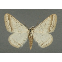 /filer/webapps/moths/media/images/G/gazellaria_Scopula_AF_TMSA.jpg