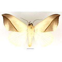 /filer/webapps/moths/media/images/L/leucochiton_Hypopyra_AM_Basquin_03.jpg