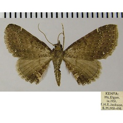 /filer/webapps/moths/media/images/S/sporadica_Eupithecia_AF_ZSM.jpg