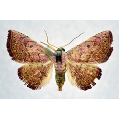/filer/webapps/moths/media/images/S/sororcula_Eublemma_AF_NHMO.jpg