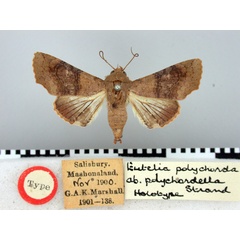 /filer/webapps/moths/media/images/P/polychordella_Eutelia_HT_BMNH.jpg