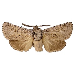 /filer/webapps/moths/media/images/P/poliopterus_Afroarabiella_HT_ZSM.jpg