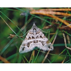 /filer/webapps/moths/media/images/I/inaequata_Haplolabida_A_Steur.jpg