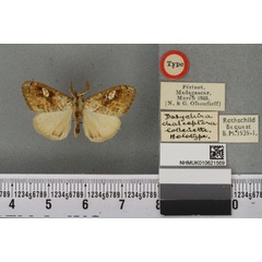 /filer/webapps/moths/media/images/C/chalcoptera_Dasychira_HT_BMNHa.jpg