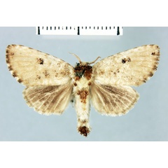 /filer/webapps/moths/media/images/N/ngazidya_Salagena_HT_MNHN.jpg