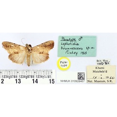 /filer/webapps/moths/media/images/B/brunnescens_Lophotidia_PTM_BMNH.jpg