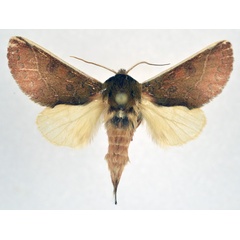 /filer/webapps/moths/media/images/G/griseomaculata_Scalmicauda_AM_NHMO.jpg