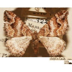 /filer/webapps/moths/media/images/D/deplanata_Cidaria_HT_BMNH.jpg