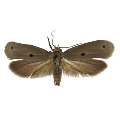 /filer/webapps/moths/media/images/D/disemanta_Yponomeuta_AM_BMNH.jpg
