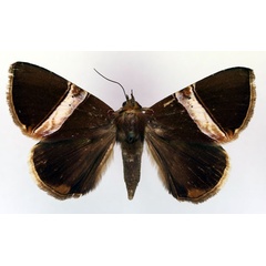 /filer/webapps/moths/media/images/R/rectivia_Dysgonia_A_RMCA.jpg