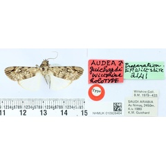 /filer/webapps/moths/media/images/G/guichardi_Audea_HT_BMNH.jpg