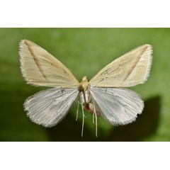 /filer/webapps/moths/media/images/S/sacraria_Rhodometra_A_Butler_02.jpg